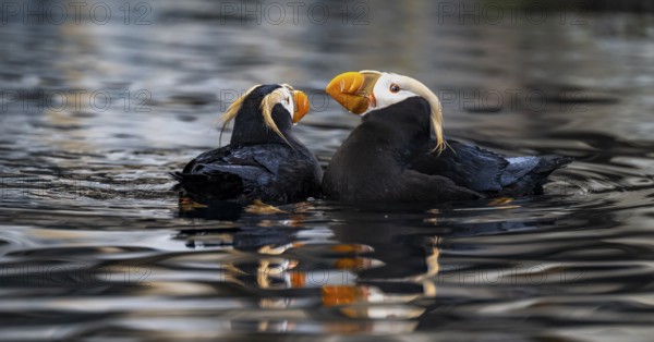 Yellow-crested Puffin (Fratercula cirrhata), two birds swimming in the water, Alaska, USA