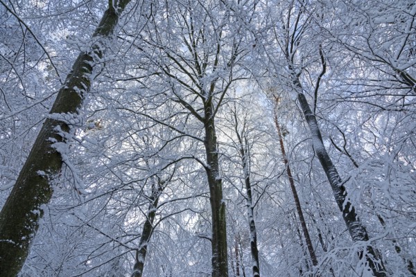Snowy trees, treetops, forest, snow, winter, Sieversen, Samtgemeinde Rosengarten, Lower Saxony, Germany