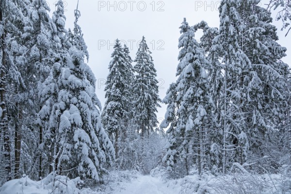 Snowy trees, conifers, forest, snow, winter, Sieversen, Samtgemeinde Rosengarten, Lower Saxony, Germany