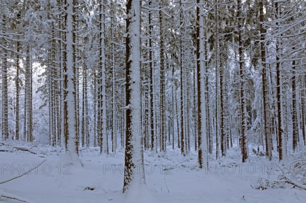 Snowy trees, tree trunks, forest, snow, winter, Sieversen, Samtgemeinde Rosengarten, Lower Saxony, Germany