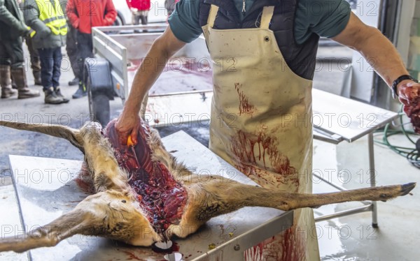 Driven hunting in Schönbuch. In autumn, hunters go hunting for wild boar and deer. After the hunt is over, the killed animals are broken up in a fair manner and the insides are removed. Böblingen, Baden-Württemberg, Germany