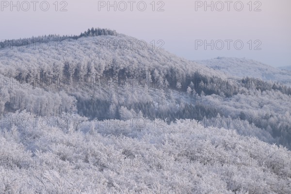 Snowy range of hills with frosty trees in the morning light, Hermannsweg an der Steinegge, Dissen am Teutoburger Wald, Lower Saxony, Germany