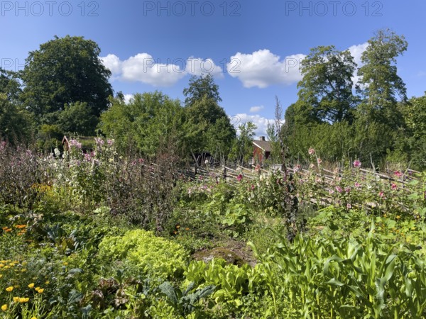 A path along the colorful cottage garden of the famous botanist and taxonomist Carl von Linne with a rustic wooden fence under a blue sky, Linnes Rashult, Rashult, Diö, Kronobergs län, Sweden