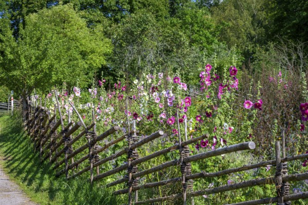 A picturesque garden with flowers and a rural house in the background, the colorful cottage garden vegetable garden of the famous botanist and taxonomist Carl von Linne with a rustic wooden fence under a blue sky, Linnes Rashult, Rashult, Diö, Kronobergs län, Sweden