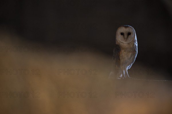 A barn owl (Tyto alba) sits in a dark environment and radiates a mysterious atmosphere, East Westphalia, North Rhine-Westphalia, Germany