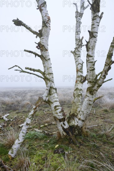 Birches in winter Rehdener Geestmoor in fog, Diepholzer Moorniederung, Rehden, Lower Saxony, Germany