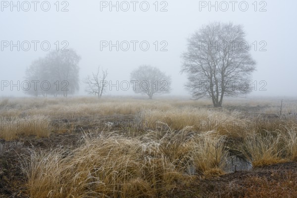 Birches in winter Rehdener Geestmoor in fog, Diepholzer Moorniederung, Rehden, Lower Saxony, Germany