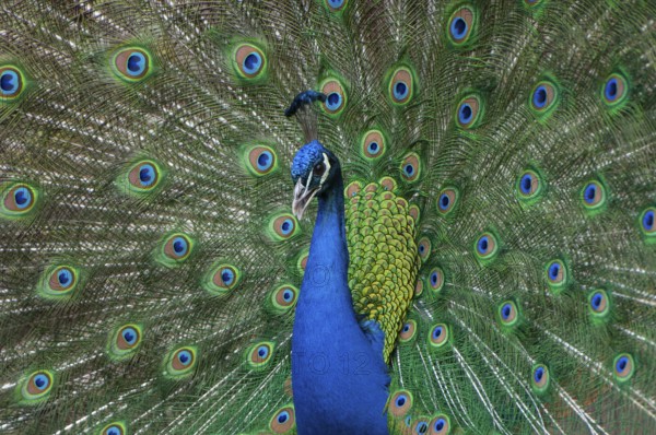 Peacock (P. scalloped ribbonfish) in ornamental plumage, Vechta, Lower Saxony, Germany