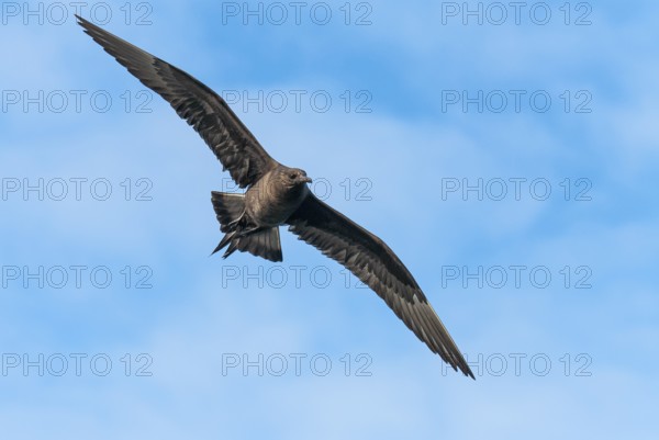 Parasitic skua (Stercorarius parasiticus), Lauvsnes, Nord-Trondelag, Norway