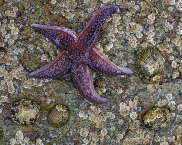 Starfish on a rock, Lauvsnes, Nord-Trøndelag, Norway