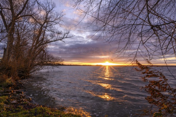 Sunrise with reeds in morning light at Dümmer See, Lower Saxony, Lembruch, Lower Saxony, Germany
