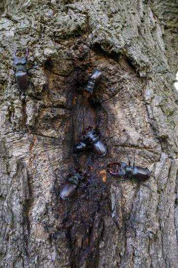 Several black stag beetles (Lucanus cervus) sucking sugary plant sap at a so-called leak site on a pedunculate oak (Quercus robur), Damme, Dammer Berge, Südoldenburger Land, Lower Saxony, Germany