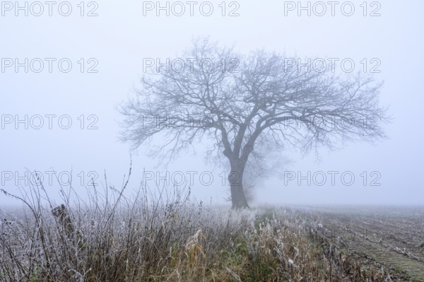 Autumnal and melancholy tree silhouette in fog, Aschen, Lower Saxony, Germany