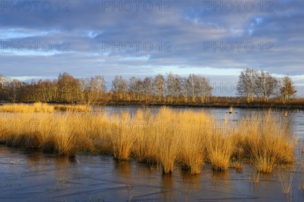 Wide, wintry Goldenstedt moor with pipe grass in the evening light, Goldenstedt, Lower Saxony, Germany