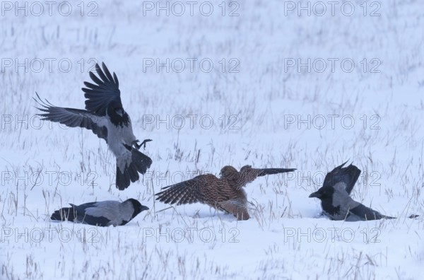 Female Common Kestrel (Falco tinnunculus) being attacked by hooded crows (Corvus cornix) on the ground in the snow. Berlin, Germany