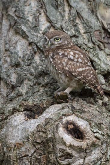 Little owl (Athene noctua), Vechta, Lower Saxony, Germany