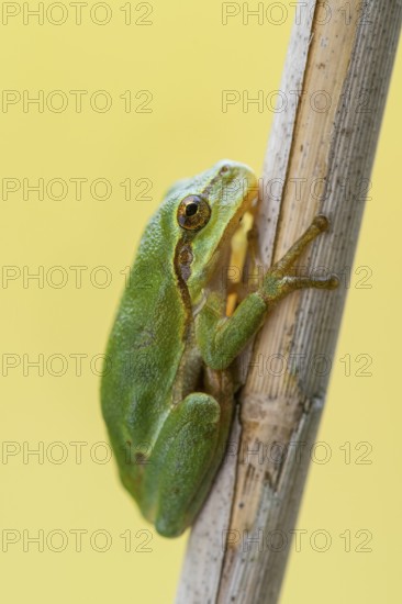 European tree frog (Hyla arborea), Zandvort, Netherlands