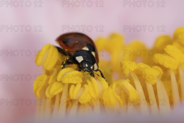 Seven-spot ladybird or ladybug (Coccinella septempunctata) adult insect on a garden Camellia flower in springtime, England, United Kingdom