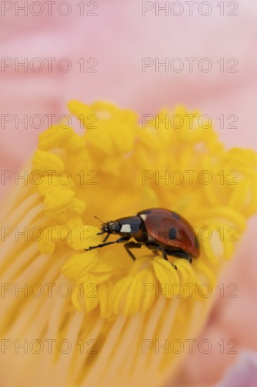 Seven-spot ladybird or ladybug (Coccinella septempunctata) adult insect on a garden Camellia flower in springtime, England, United Kingdom