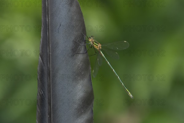 Emerald damselfly (Lestes sponsa) adult insect resting on a bird feather in summer, England, United Kingdom