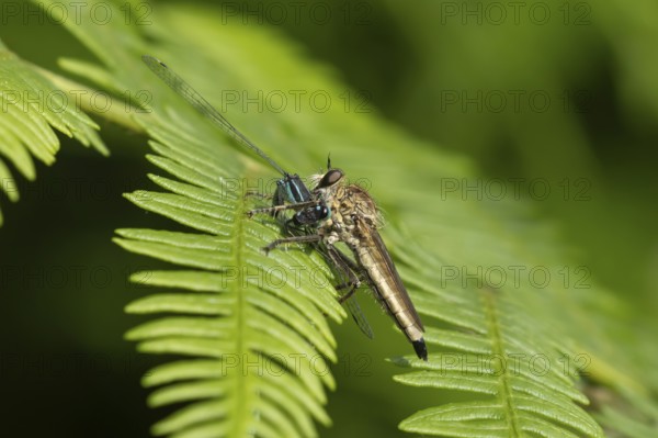 Kite-tailed robberfly (Machimus atricapillus) adult insect eating a damselfly on a fern leaf in summer, England, United Kingdom