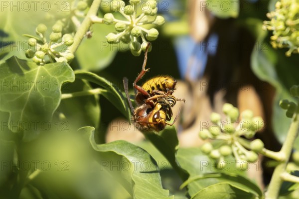 European hornet (Vespa crabro) adult insect eating an Ivy bee in a hedgerow in summer, England, United Kingdom