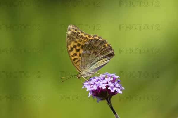 Silver-washed fritillary butterfly (Argynnis paphia) adult insect feeding on a garden Verbena bonariensis flower in summer, England, United Kingdom