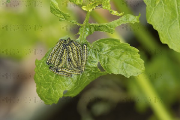 Large or Cabbage white butterfly (Pieris brassicae) juvenile larva caterpillars pest feeding on garden brassica plant leaves in summer, England, United Kingdom
