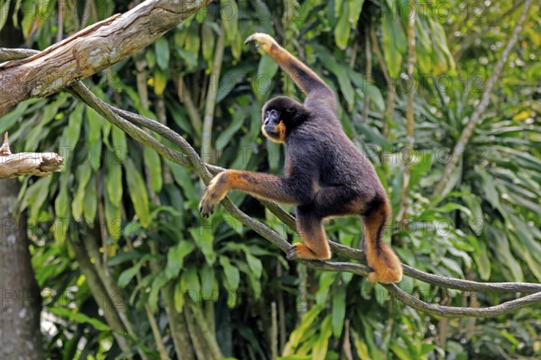 Southern yellow-cheeked gibbon (Nomascus gabriellae), adult, male, climbing, on tree, Southeast Asia