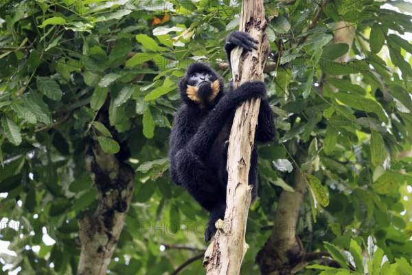 Southern yellow-cheeked gibbon (Nomascus gabriellae), adult, male, sitting, on tree, alert, Southeast Asia