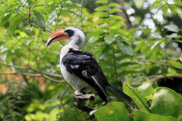 Von der Decken-Hornbill (Tockus deckeni), adult, male, on tree, vigilant, East Africa