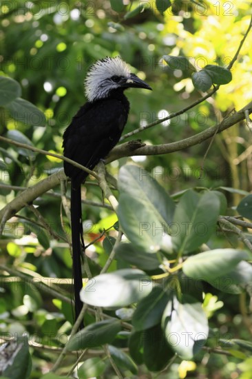 White-crested Hornbill (Horizocerus albocristatus), adult, on tree, vigilant, Africa, captive