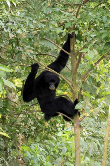 Siamang (Symphalangus syndactylus), adult, sitting on tree, alert, Southeast Asia