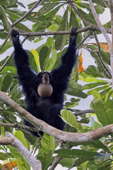 Siamang (Symphalangus syndactylus), adult, on tree, calling, Southeast Asia