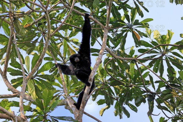 Siamang (Symphalangus syndactylus), adult, on tree, climbing, vigilant, Southeast Asia