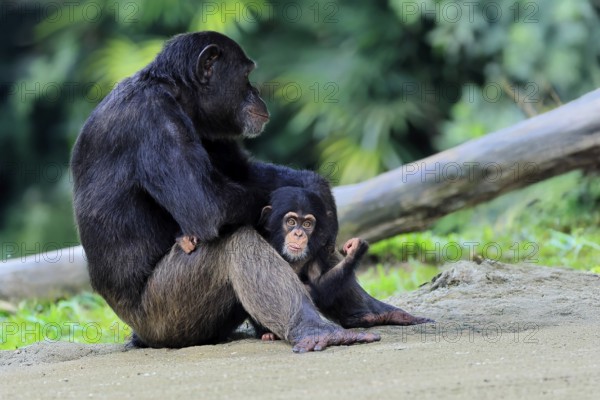 Chimpanzee (Pan troglodytes), adult, female, mother, baby, young animal, social behaviour