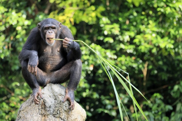 Chimpanzee (Pan troglodytes), adult, on rocks, feeding