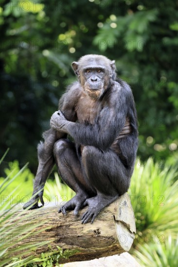 Chimpanzee (Pan troglodytes), adult, sitting on tree trunk, alert