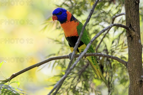 Red-naped Lorikeet (Trichoglossus rubritorquis), Darwin All-coloured Lorikeet, adult, on tree, alert, Australia