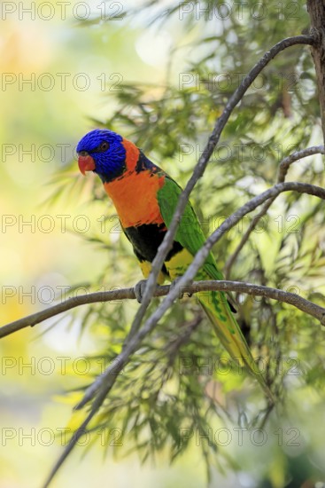 Red-naped Lorikeet (Trichoglossus rubritorquis), Darwin All-coloured Lorikeet, adult, on tree, alert, Australia