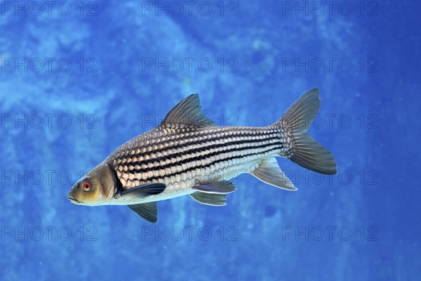 Giant barb (Catlocarpio siamensis), Siamese giant carp, adult, swimming, Southeast Asia