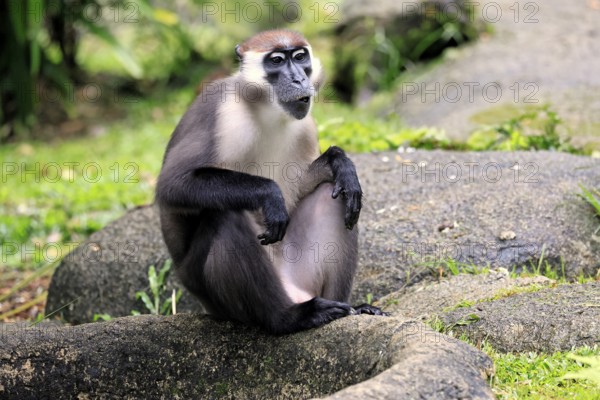 Red-crowned mangabey (Cercocebus torquatus), red-headed mangabey, collared mangabey, adult, vigilant, sitting, on the ground