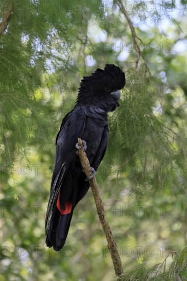 Red-tailed Cockatoo (Calyptorhynchus banksii), Banks' Cockatoo, adult, male, perch, alert, Australia