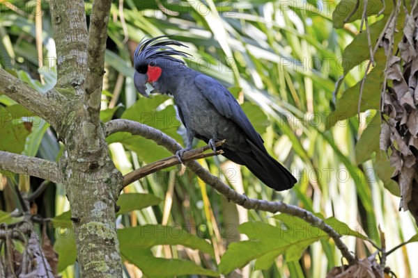 Palm Cockatoo (Probosciger aterrimus), Arabian Cockatoo, adult, on tree, perch, calling, Australia
