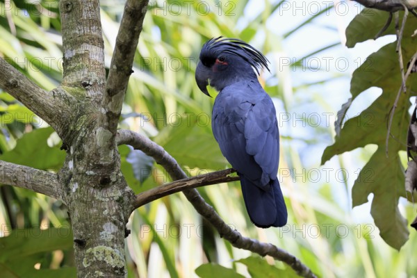 Palm Cockatoo (Probosciger aterrimus), Arabian Cockatoo, adult, on tree, perch, Australia