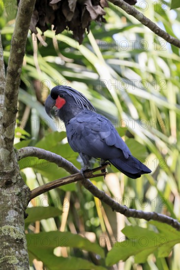 Palm Cockatoo (Probosciger aterrimus), Arabian Cockatoo, adult, on tree, perch, calling, Australia