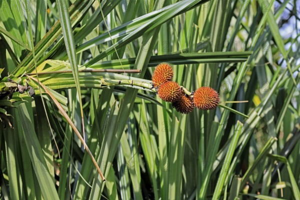 Pandanus affines, genus screw trees, fruits, useful plant, shrub, Singapore, Southeast Asia