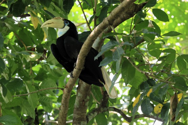 Papuan Hornbill (Rhyticeros plicatus), adult, female, on tree, alert, Southeast Asia