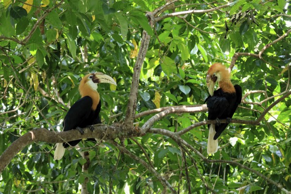 Papuan Hornbill (Rhyticeros plicatus), adult, male, two males, on tree, alert, Southeast Asia