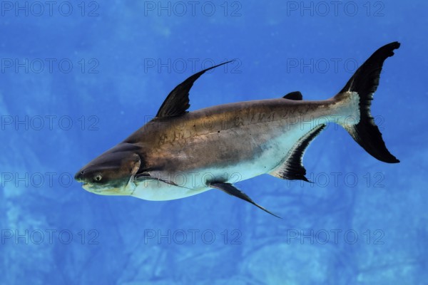 Mekong giant catfish (Pangasianodon gigas), adult, swimming, Southeast Asia